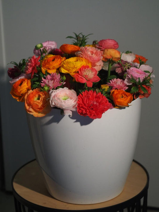 Ranunkula Elegance® Clementine