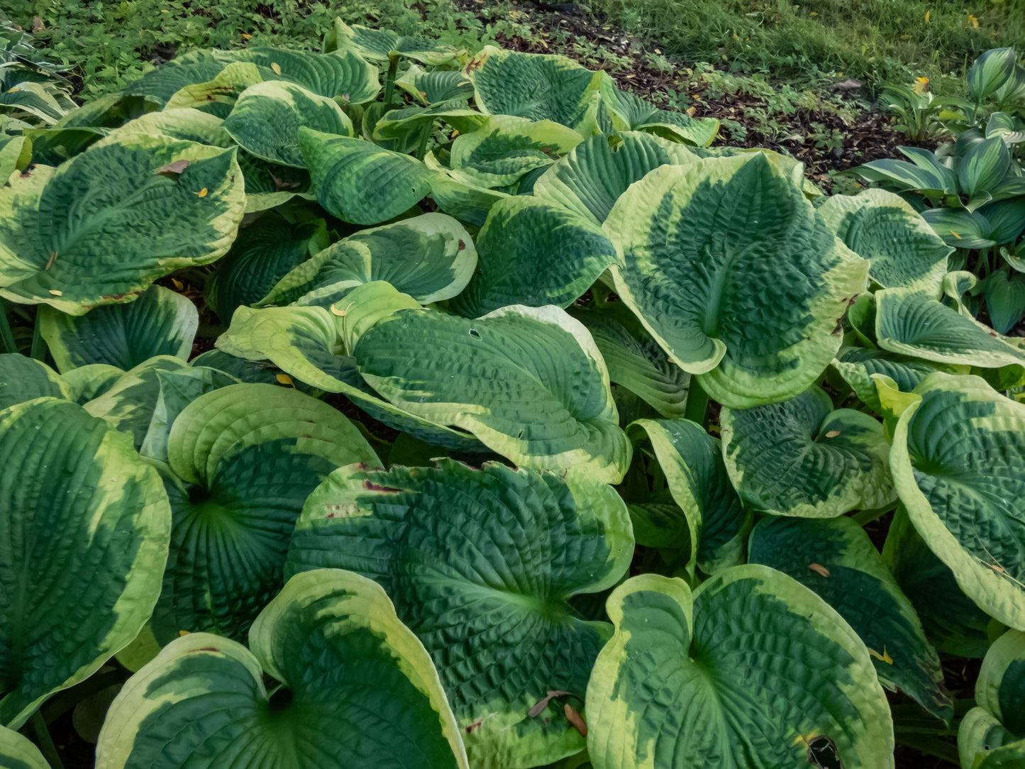 Hosta Frances Williams