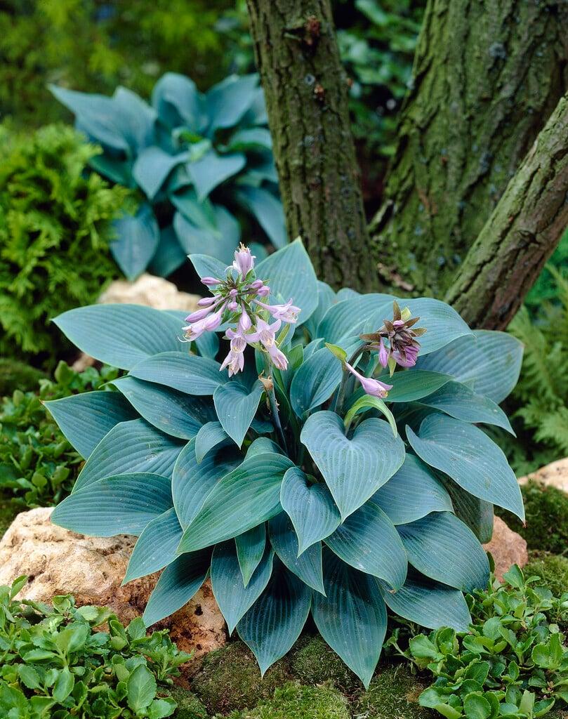 Hosta Halcyon