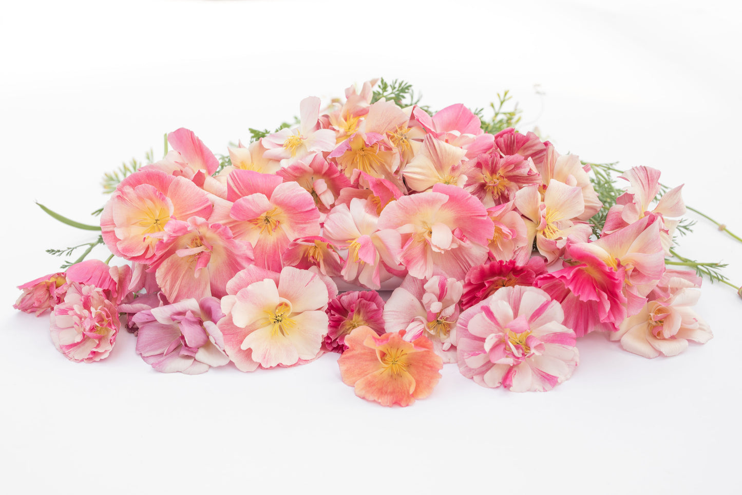 Kalifornijski mak Appleblossom Chiffon