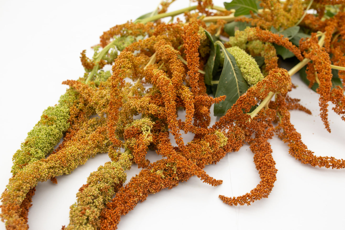 Amarant Autumn's touch