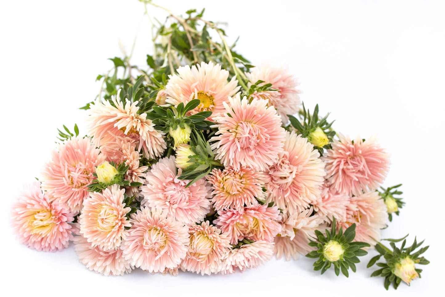 Astra King size Apricot