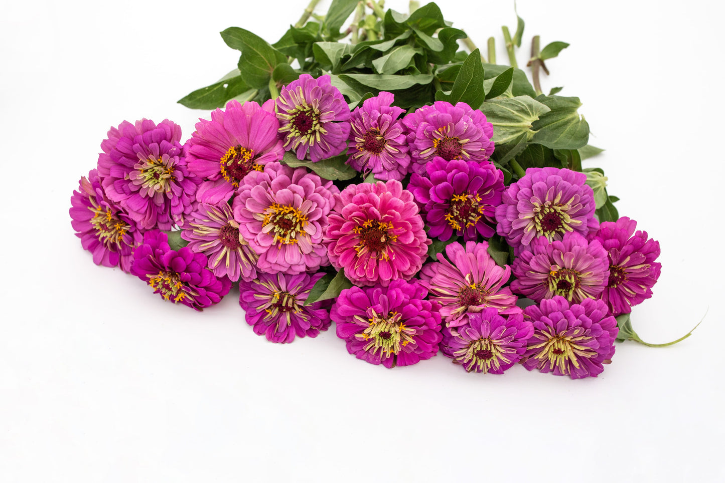 Cinija Benary's giant lilac