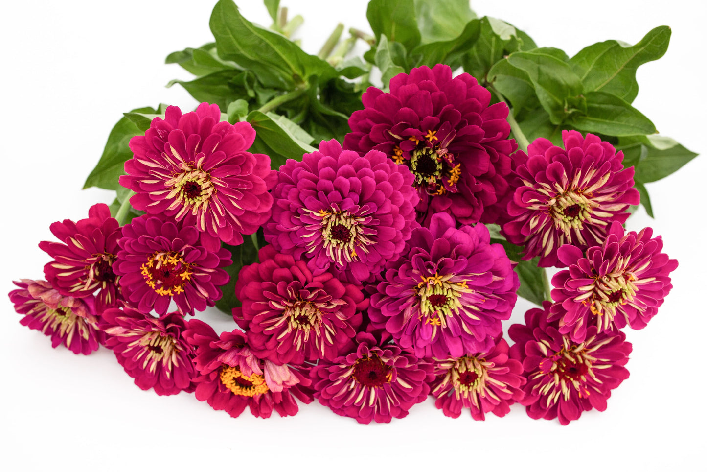 Cinija Benary's Giant Wine