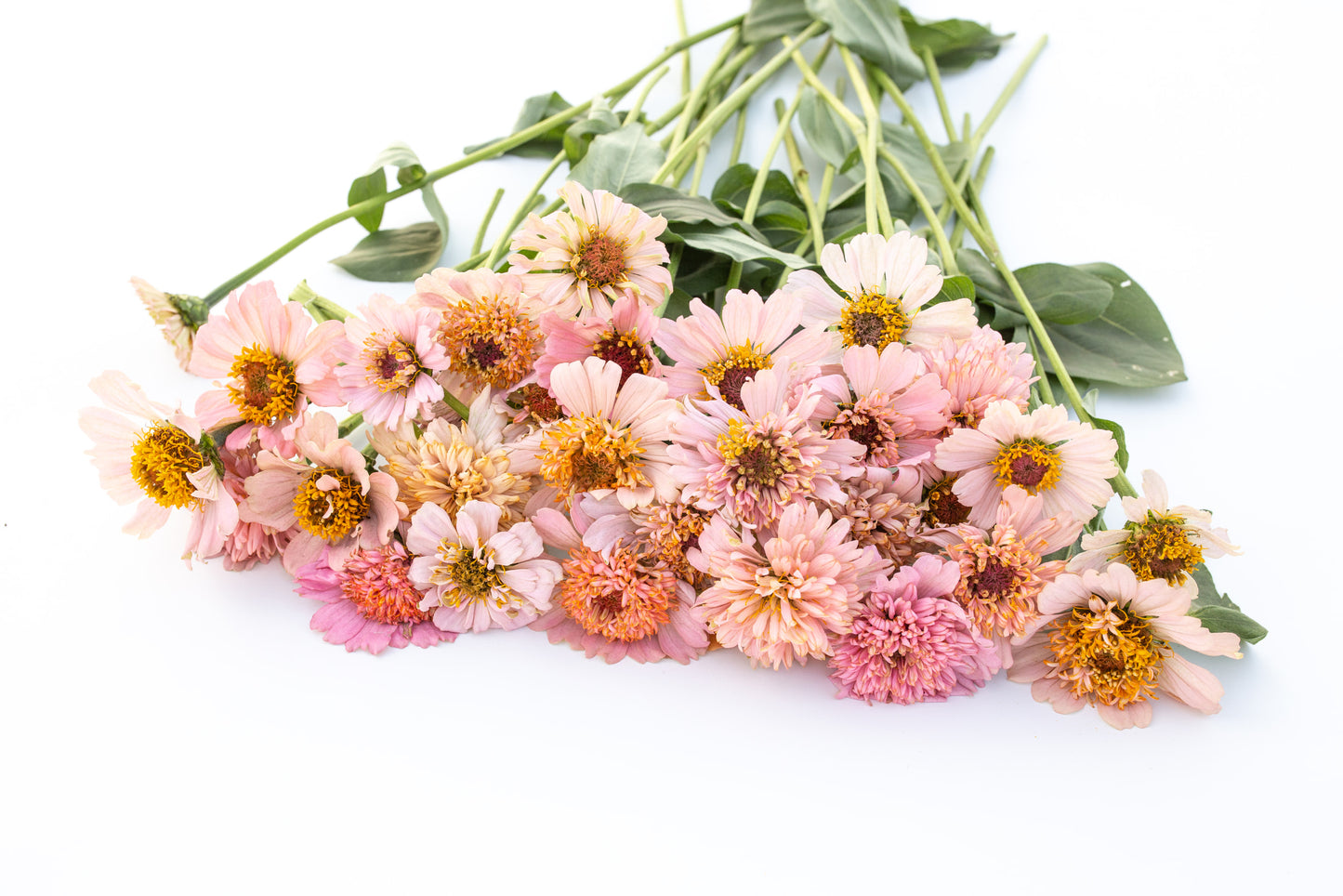 Cinija Cresto peaches & cream