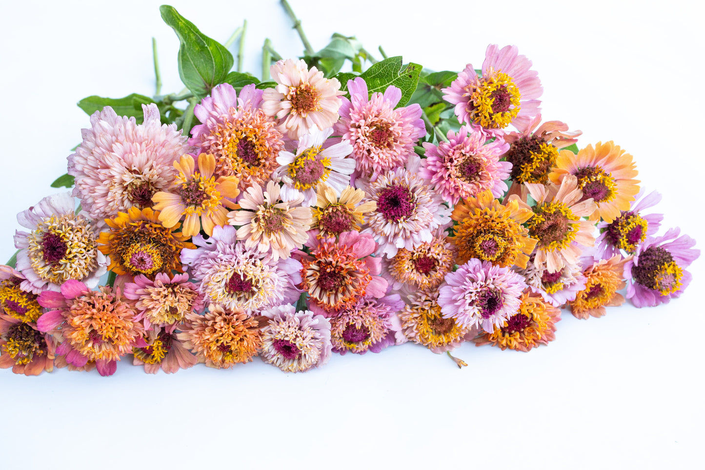 Cinija Cresto peachy pink