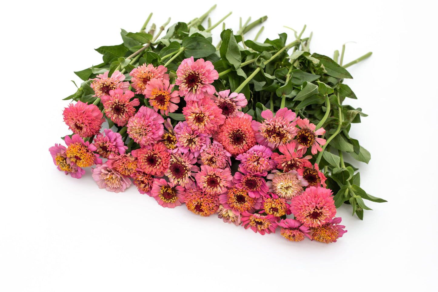 Cinija Cupcakes pink