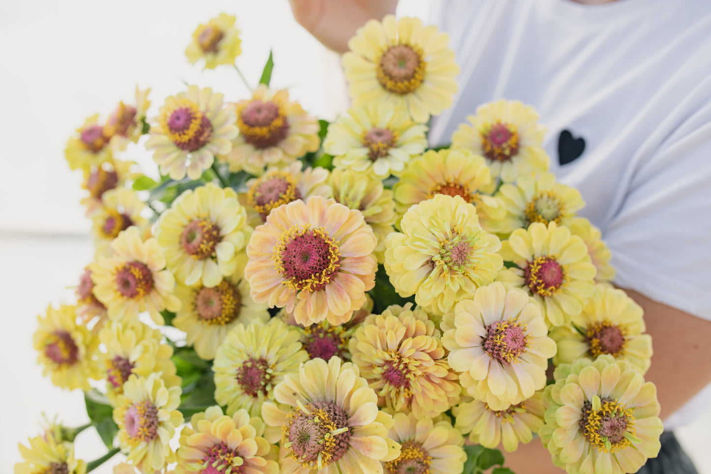 Cinija Queen Lime Blotch