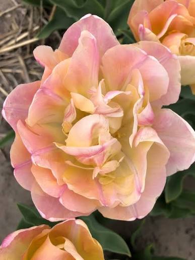 Tulipan Creme upstar