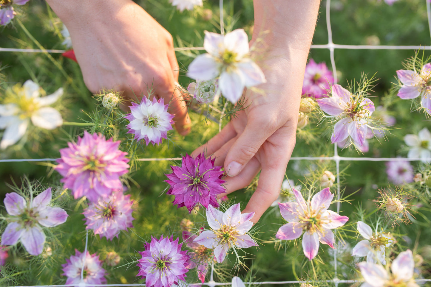 Vzhodna črnika Miss jekyll rose