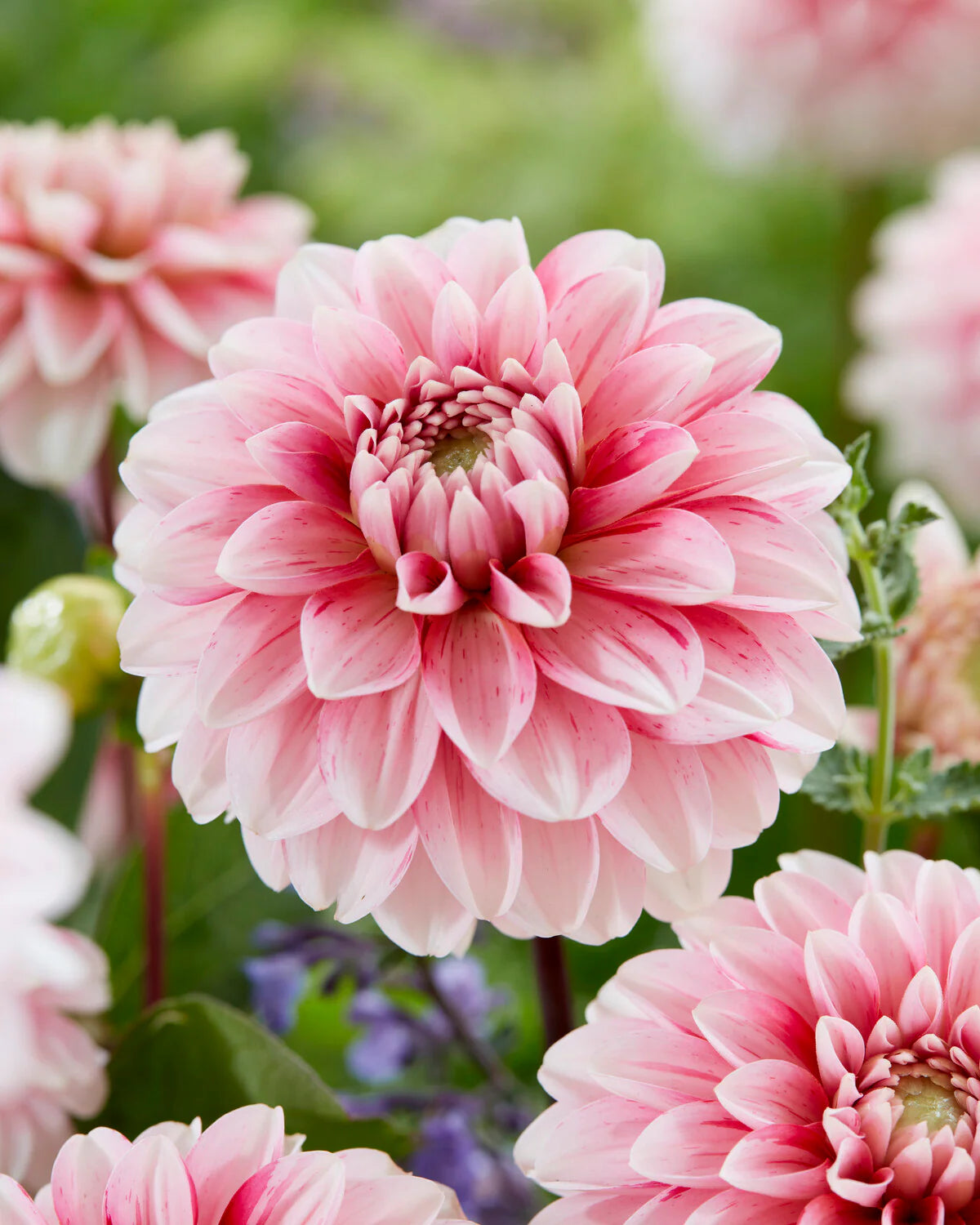 Dalija Strawberry cream