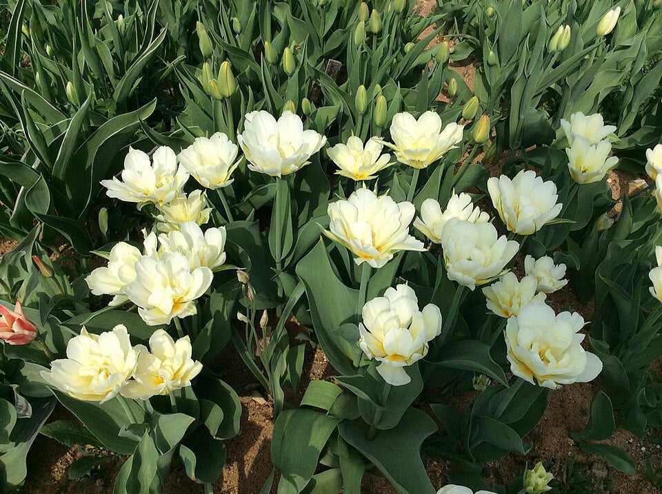 Tulipan Exotic emperor