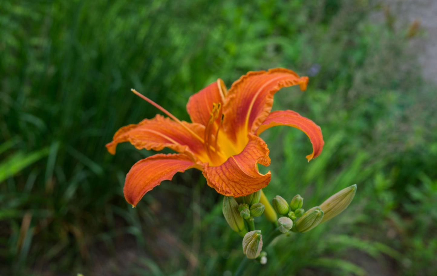 Dnevna lilija - maslenica