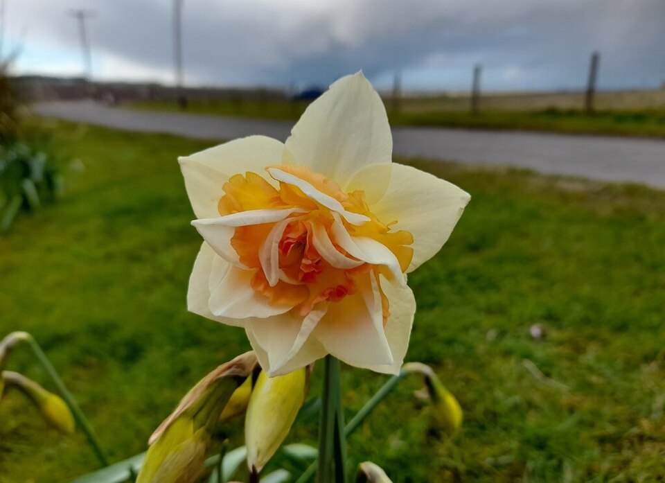 Narcisa Flower drift