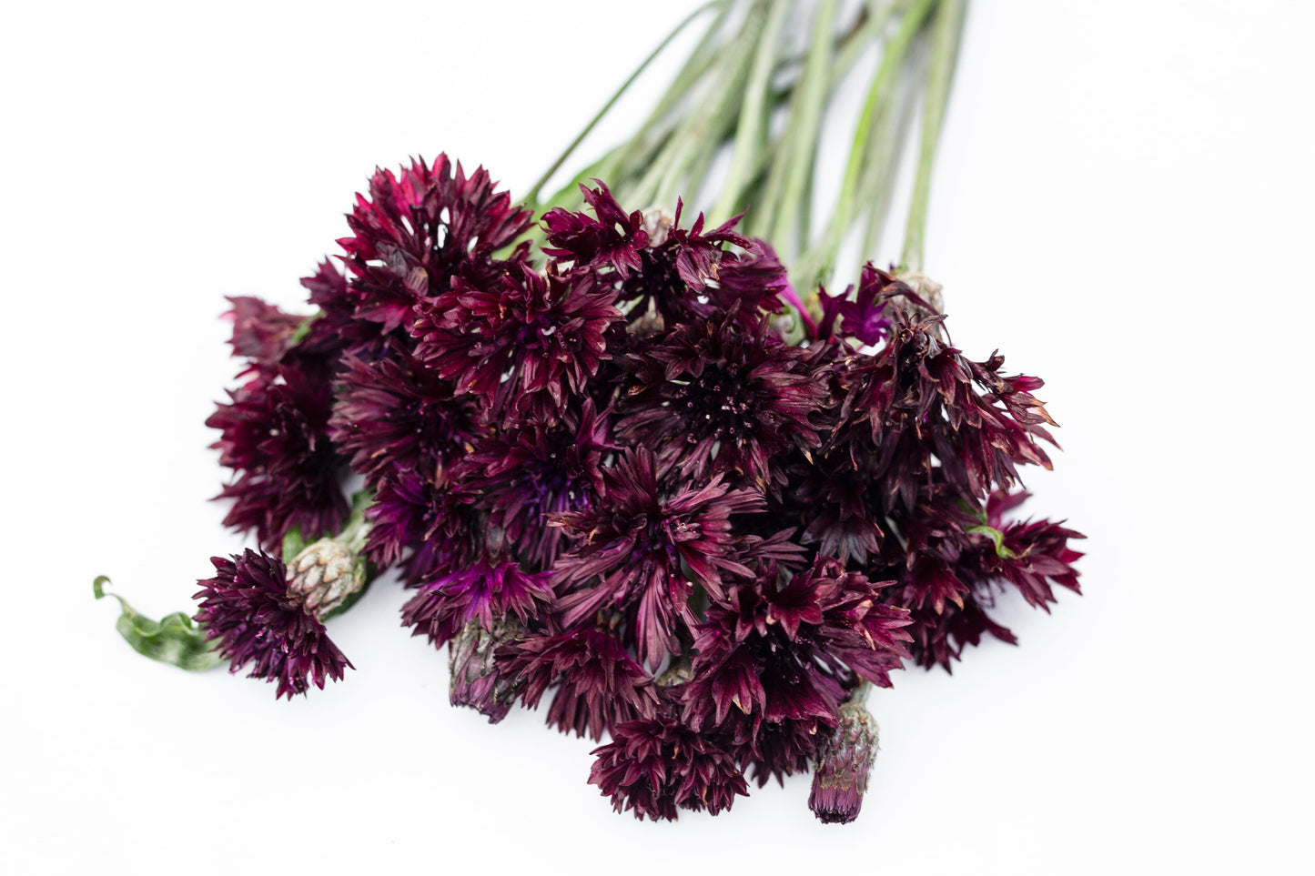 Glavinec Tall double black boy