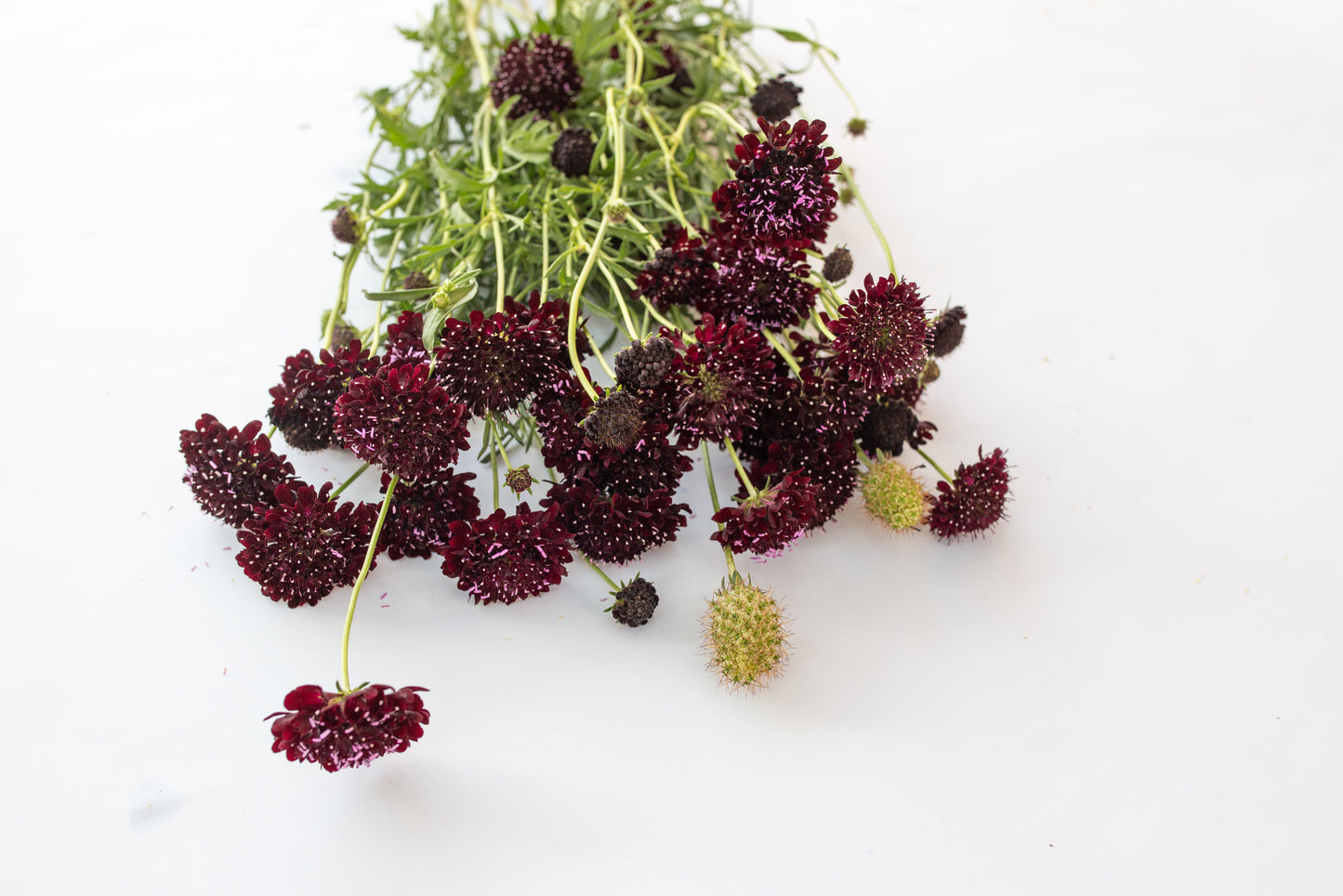 Grintavec QIS black purple