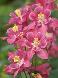 Orlica Winky rose rose