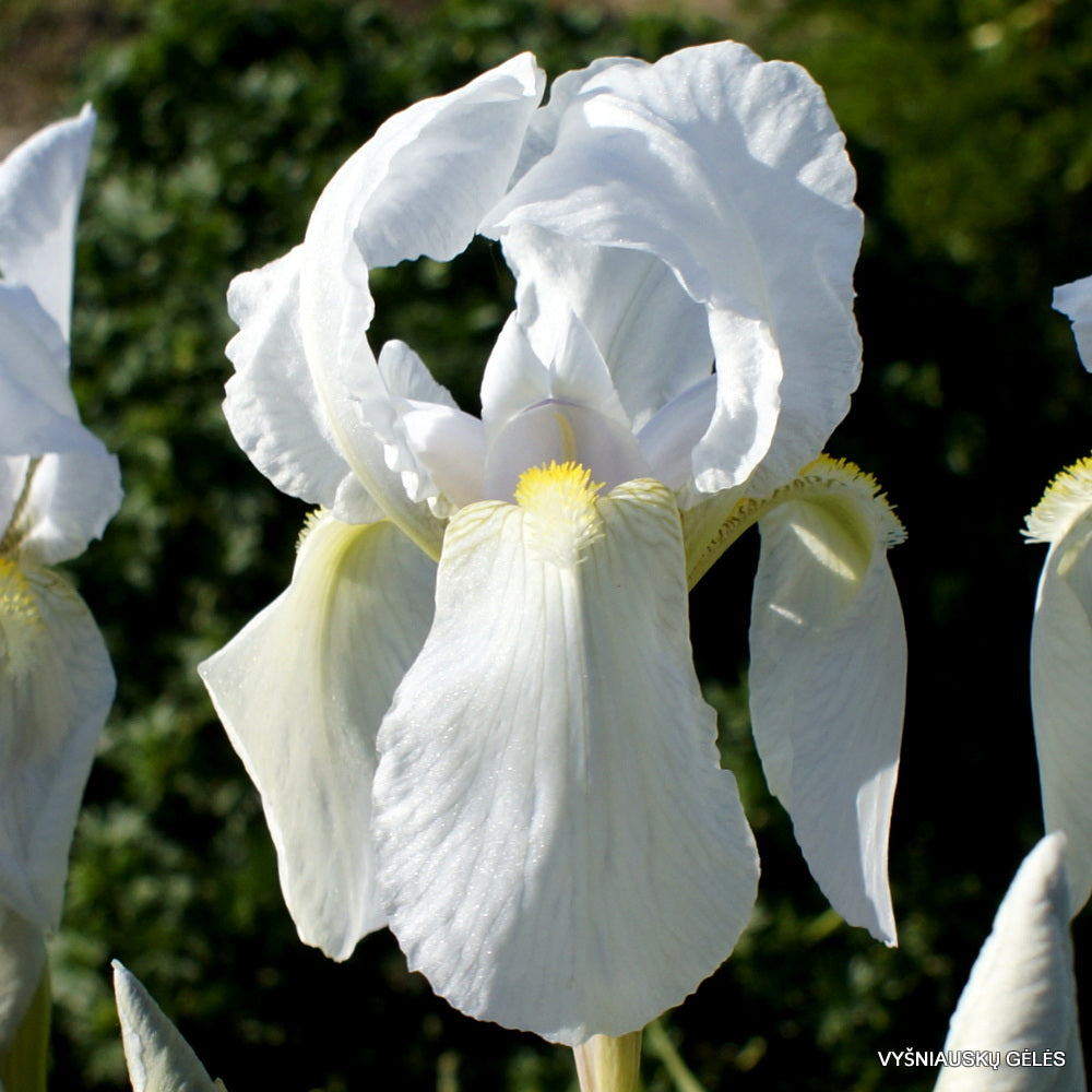 Bradata perunika Florentina