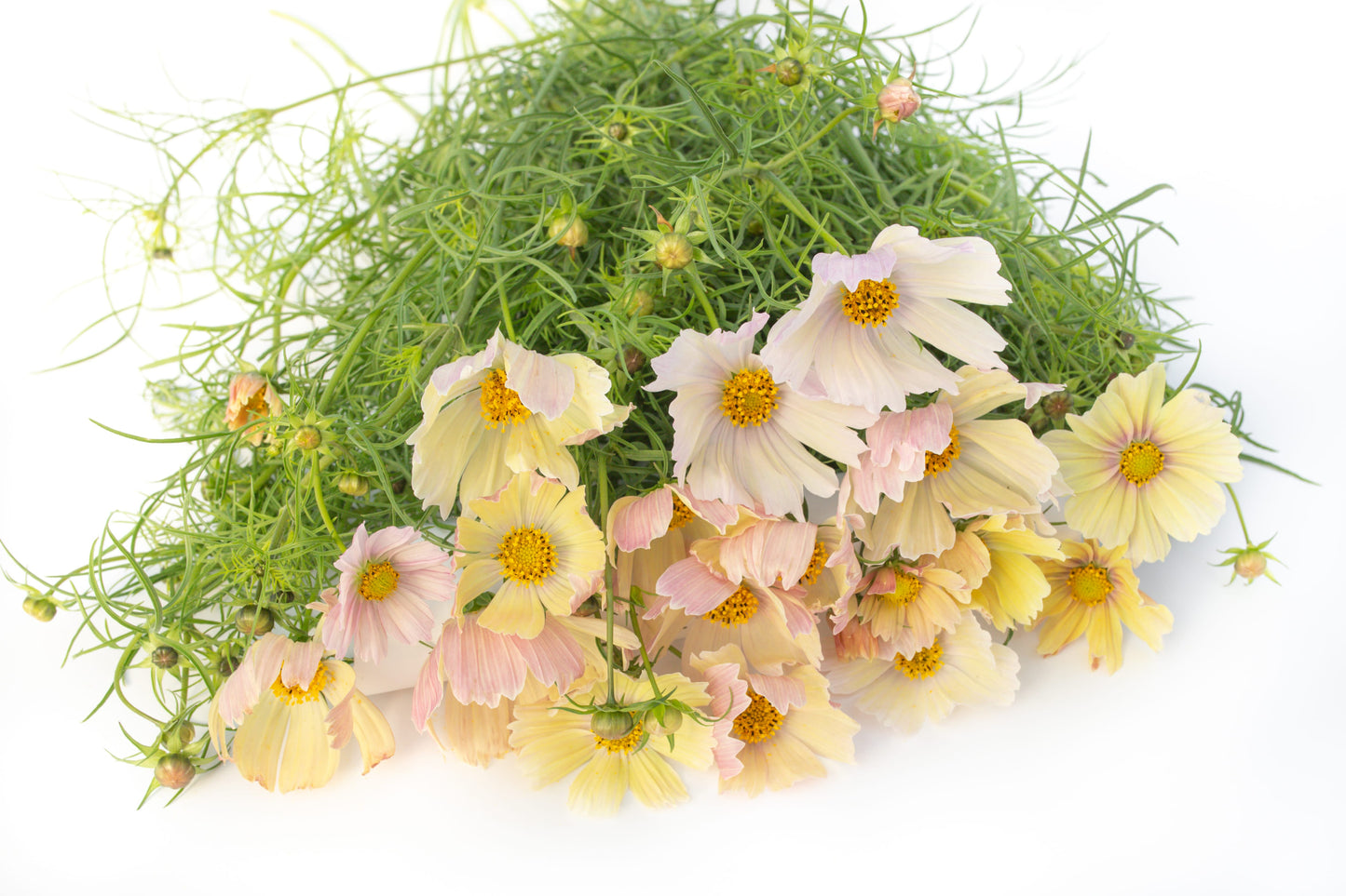 Kozmeja Apricot Lemonade