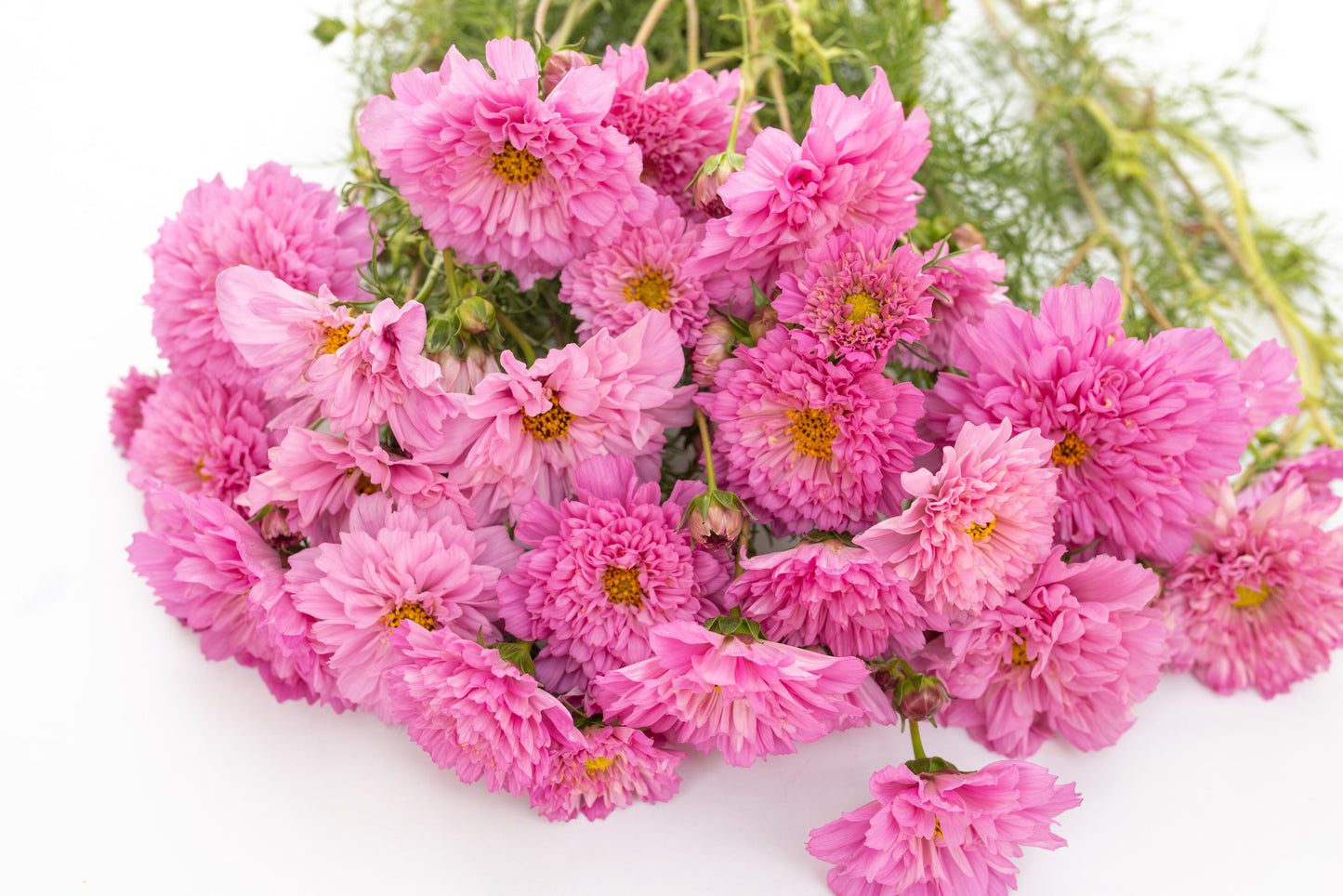 Kozmeja Double click rose bonbon