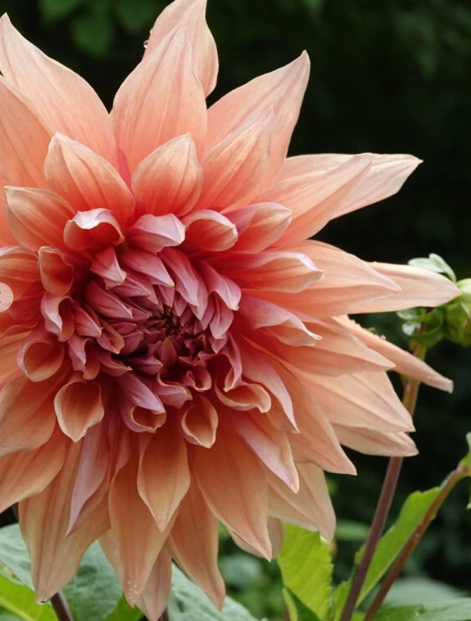 Dalija Mango madness