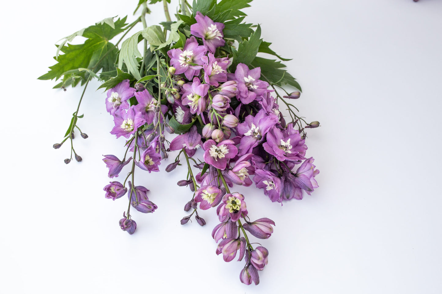 Ostrožnik Magic fountains lilac pink