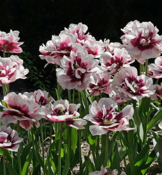 Tulipan Pistache