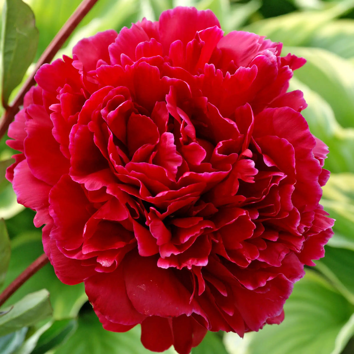 Potonika Red Sarah Bernhardt