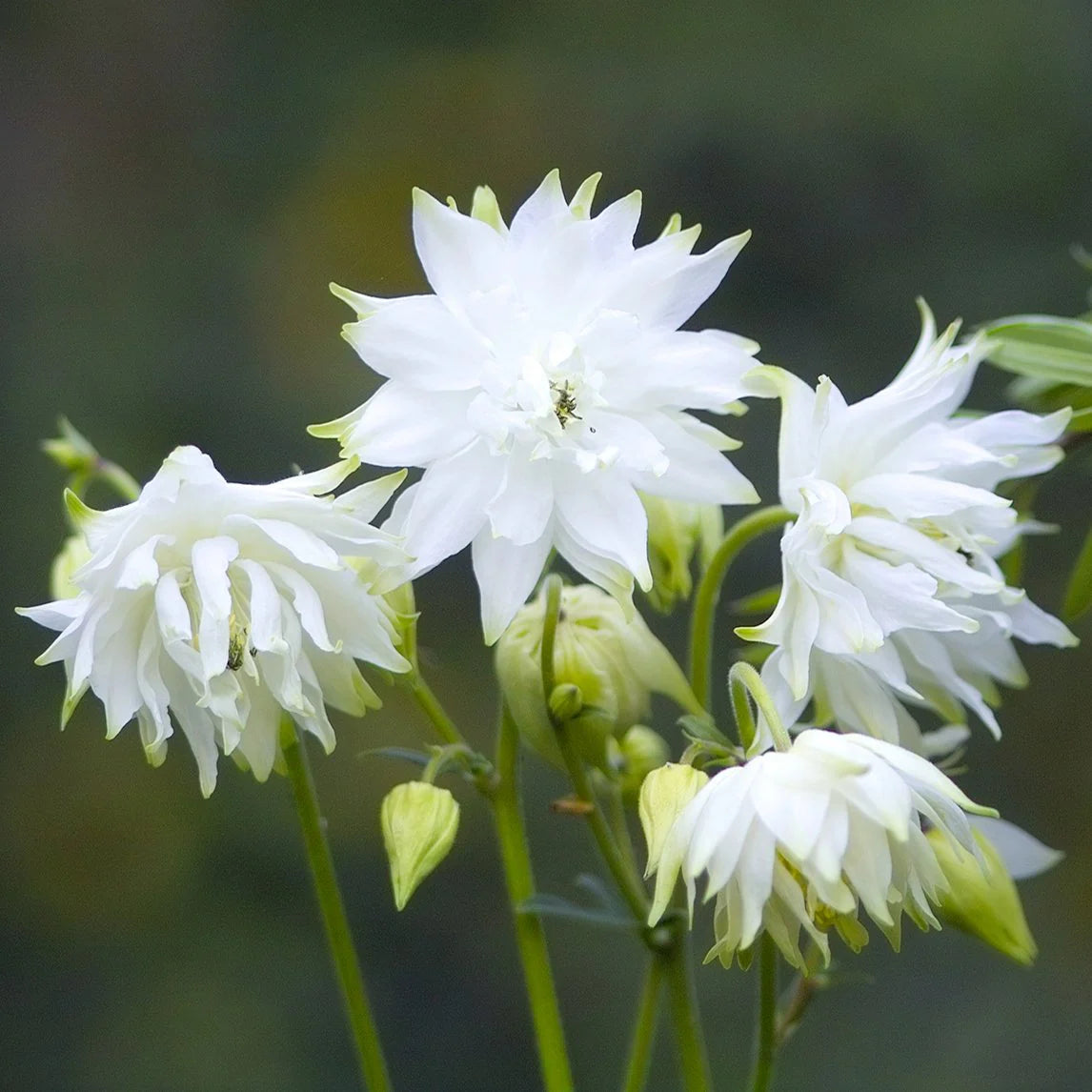 Orlica White Barlow