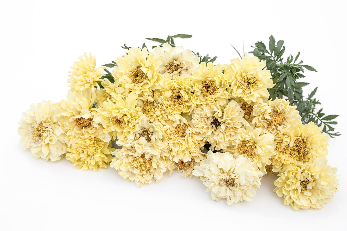 Žametnica Imperiale creme