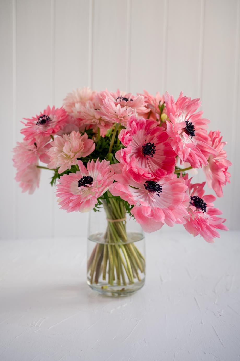 Anemone