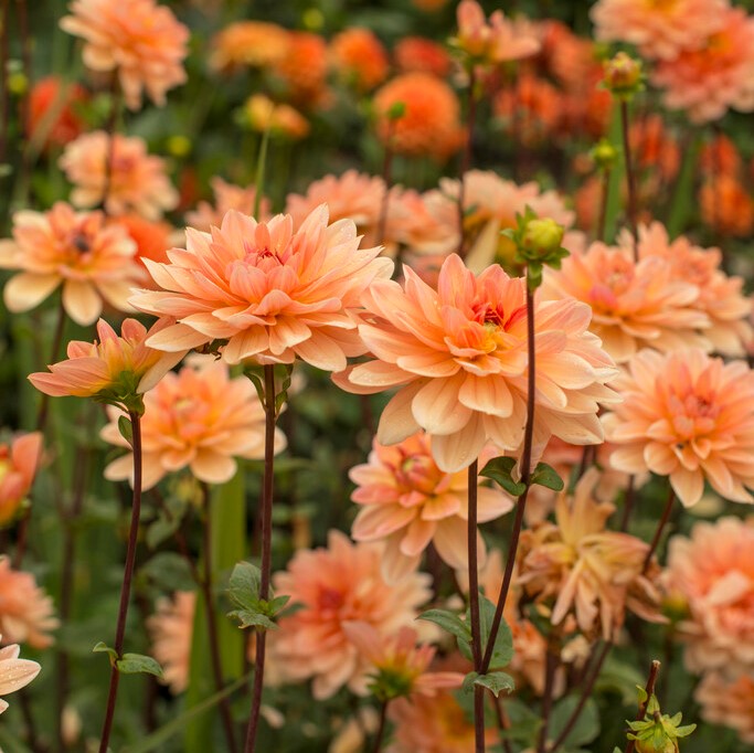 Dalije - prednaročilo