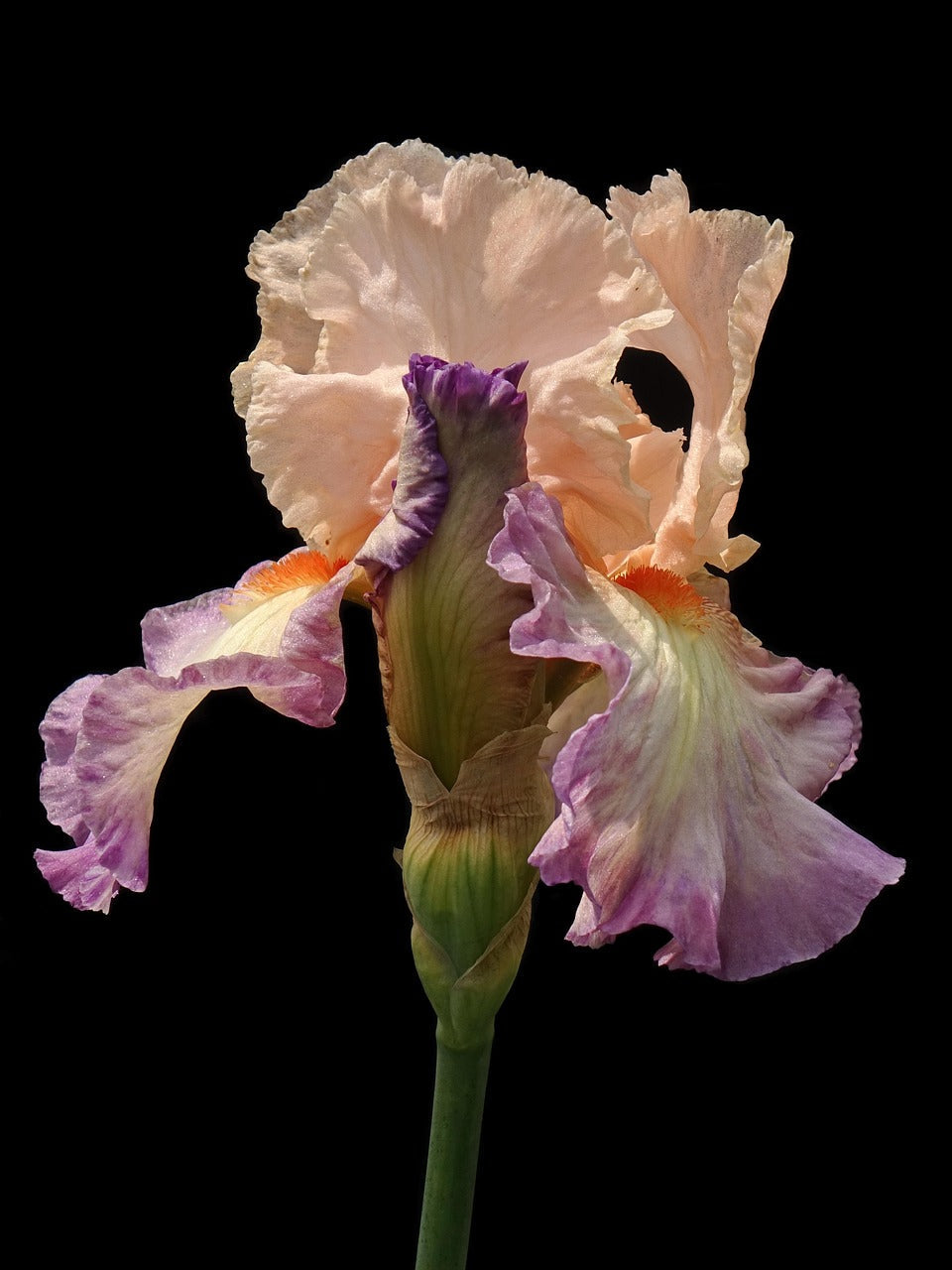 Bradate perunike - Irisi - prednaročilo