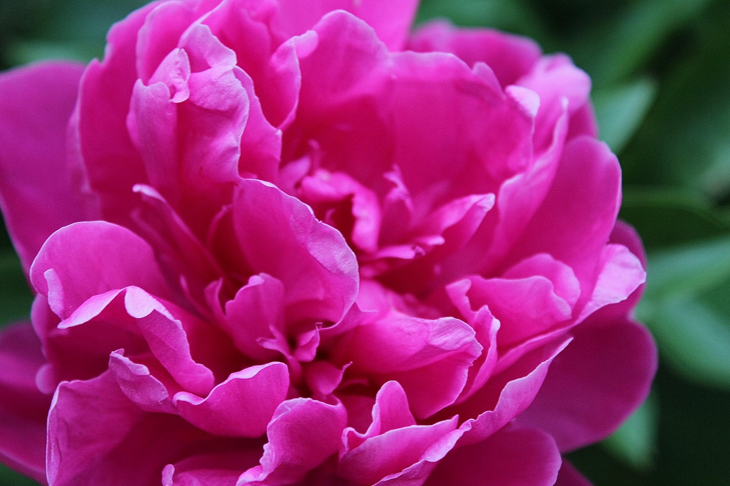 Potonika Karl Rosenfield