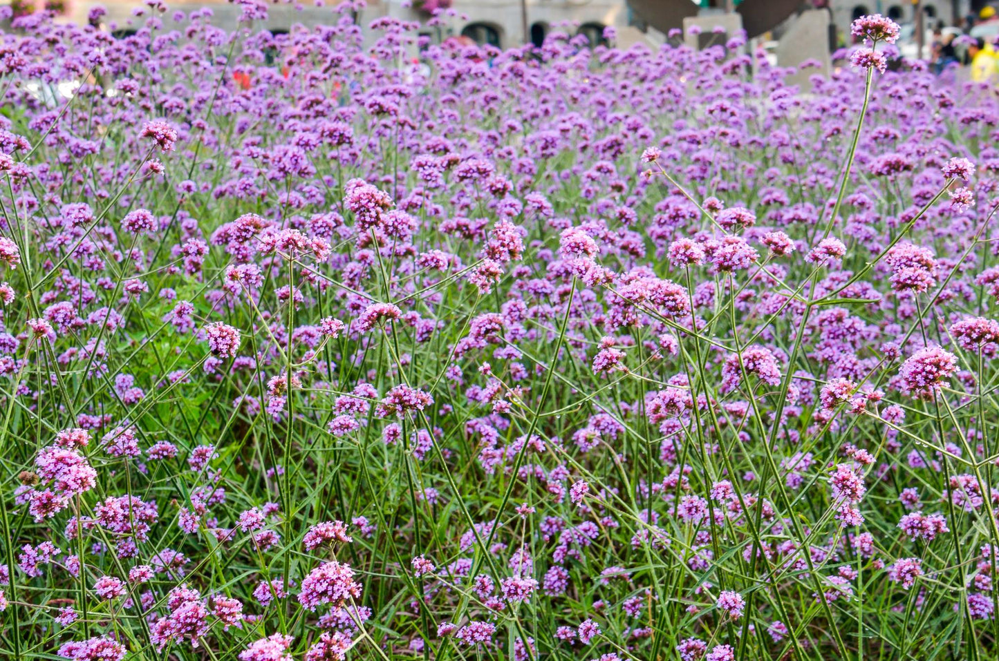 Visoka verbena