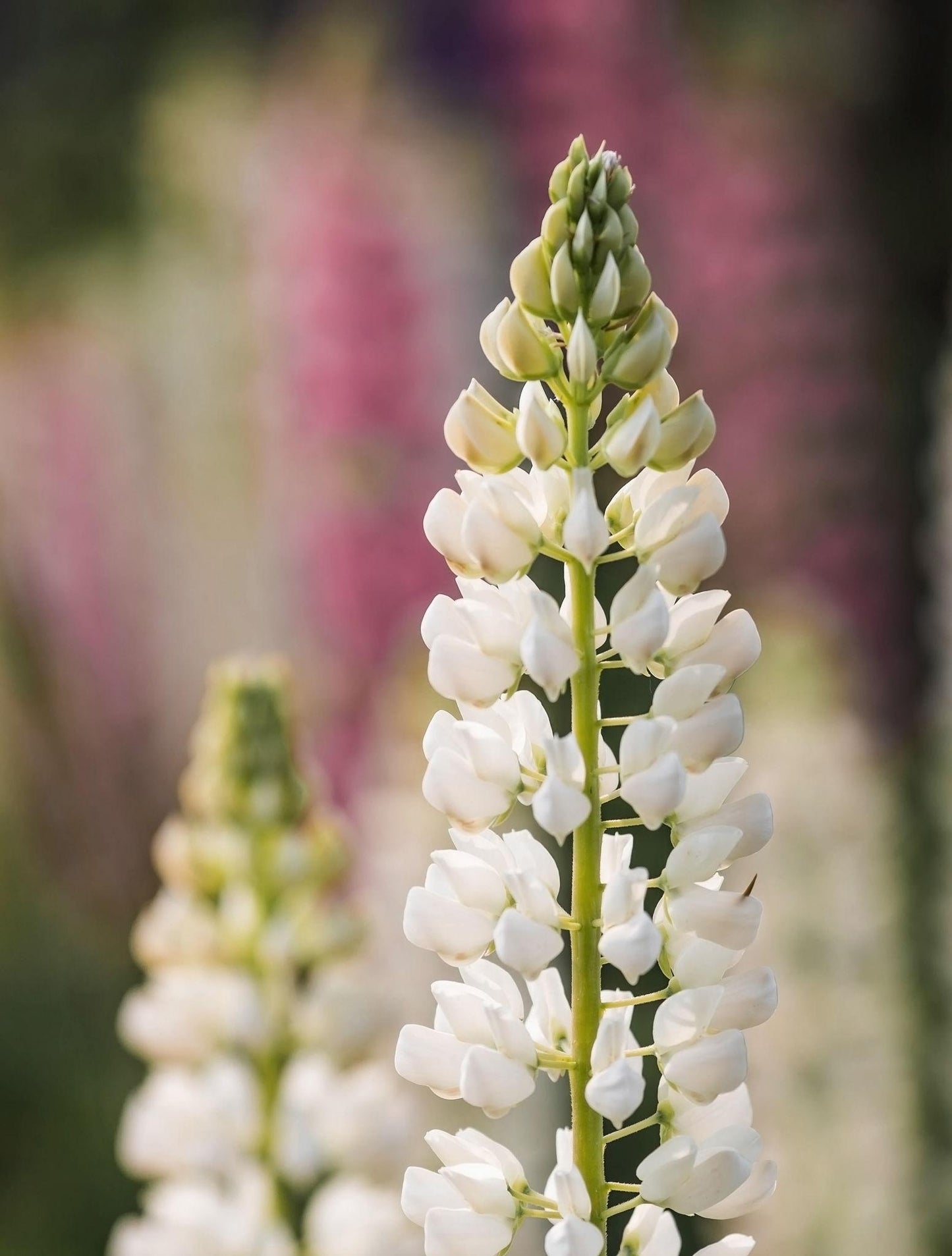 Lupina ‘Noble Maiden’ (Lupinus polyphyllus)