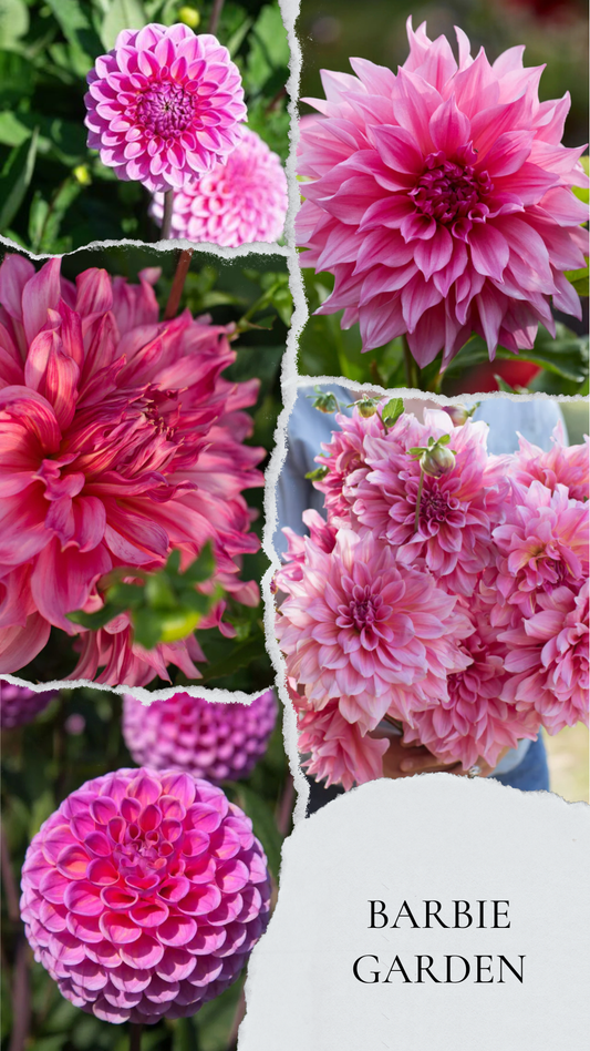 Barbie garden - premium kolekcija dalij
