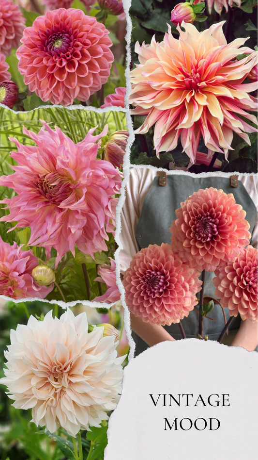 Vintage mood - premium kolekcija dalij