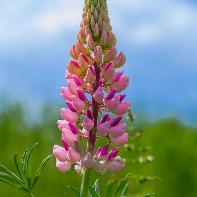 Lupina ‘La Chatelaine’ (Lupinus polyphyllus)