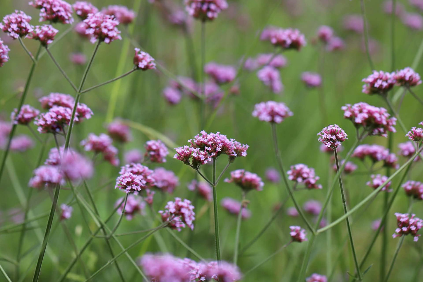 Visoka verbena