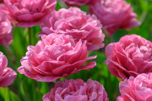 Tulipan Amazing Grace