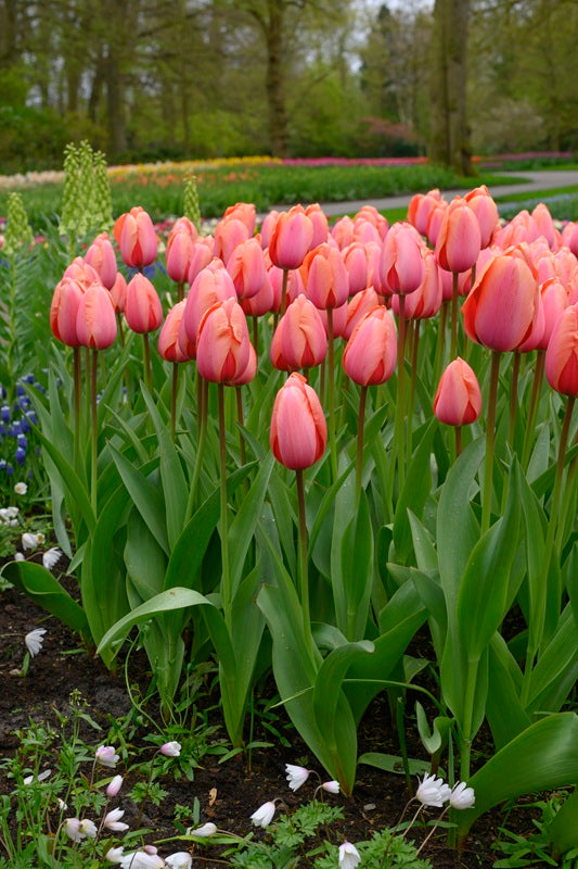 Tulipan Apricot impression