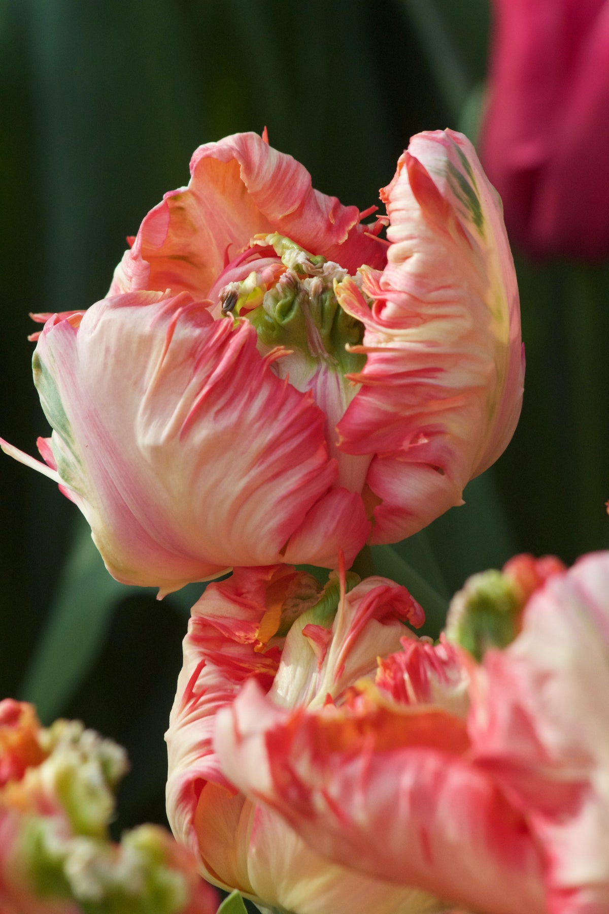 Tulipan Apricot parrot