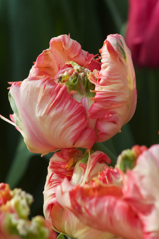 Tulipan Apricot parrot