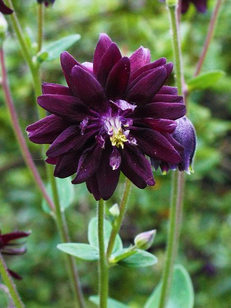 Orlica Black Barlow
