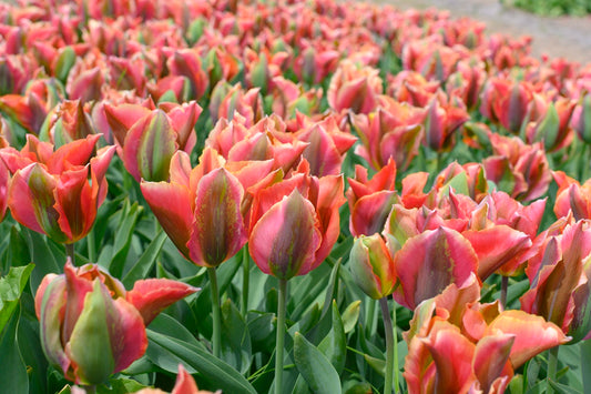 Tulipan Artist