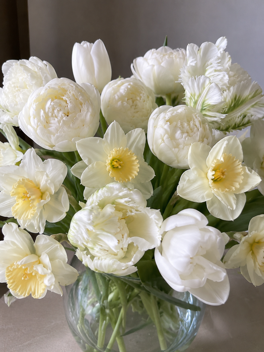White Garden – kolekcija 25 čebulic