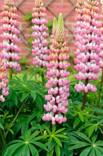 Lupina ‘La Chatelaine’ (Lupinus polyphyllus)