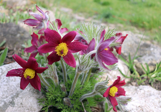 Travniški kosmatinec Pinwheel Dark Red Shades