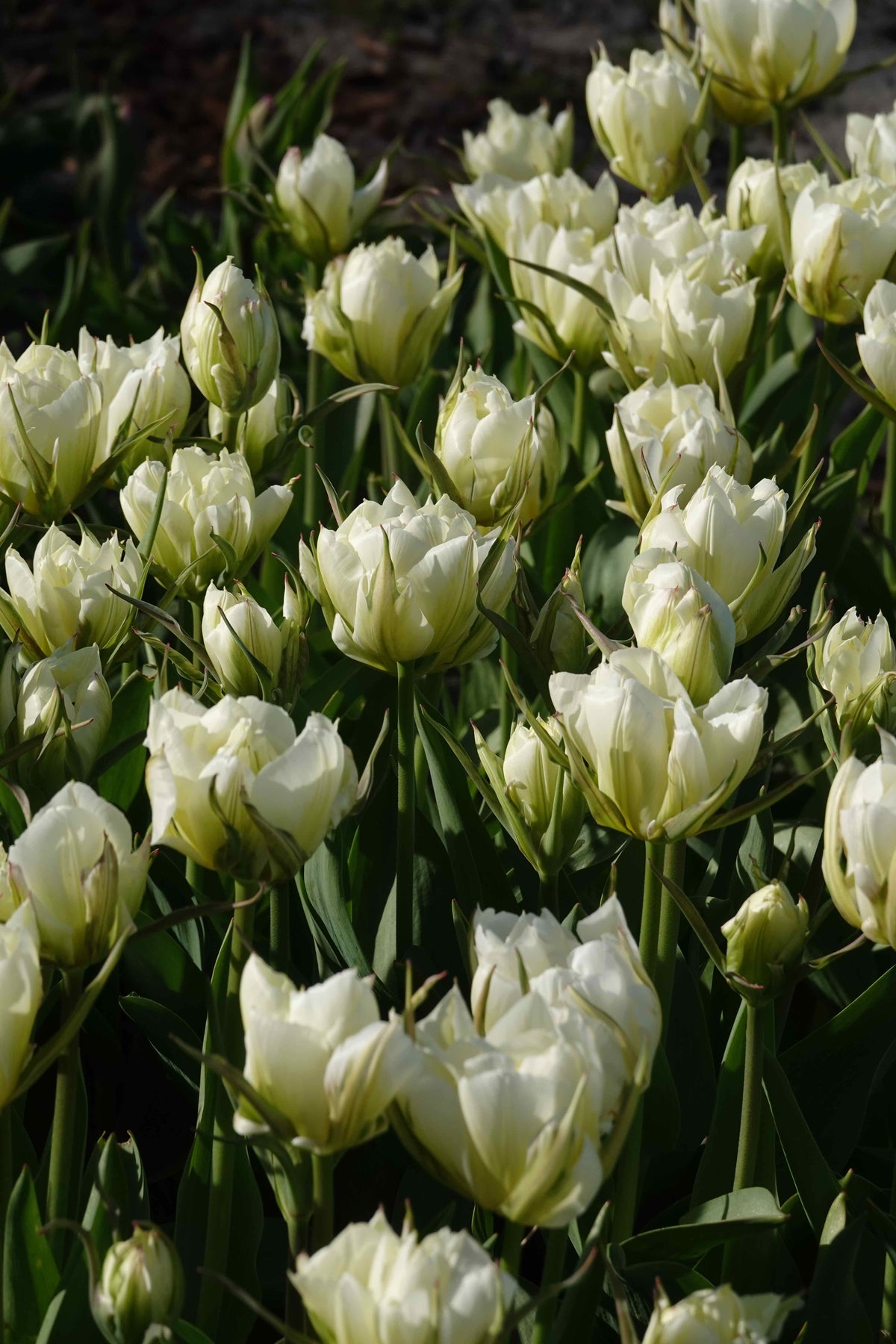Tulipan Exotic emperor